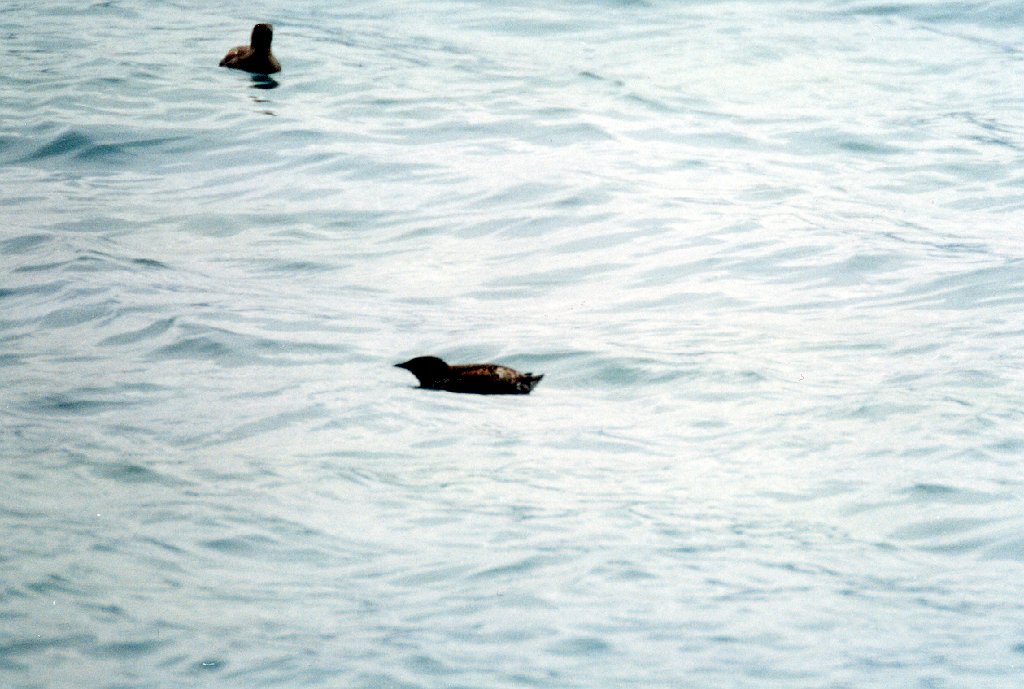 Murrelet, Valdez, AK, 1999-06, B07P68I02.jpg - Murrelet